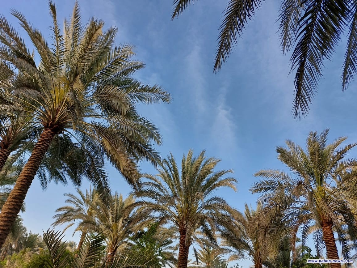 العراق يتصدر العالم بعدد النخيل